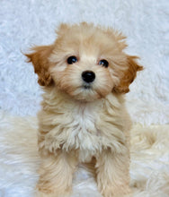 Load image into Gallery viewer, Autumn Female Toy Maltipoo