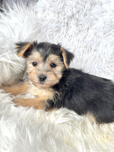 Load image into Gallery viewer, Boris Male Toy Morkie