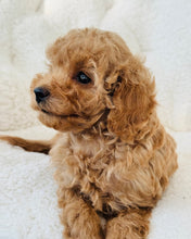 Cargar imagen en el visor de la galería, Cooper Male Toy Poodle