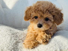 Cargar imagen en el visor de la galería, Bella Female Toy/Mini Poodle (reserved)