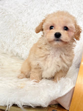 Charger l&#39;image dans la galerie, Miley Female Toy Maltipoo