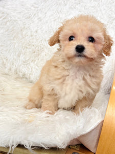 Miley Female Toy Maltipoo
