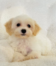 Cargar imagen en el visor de la galería, Messi Male Toy Maltipoo