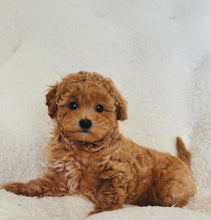 Cargar imagen en el visor de la galería, Riley Female Mini Poodle