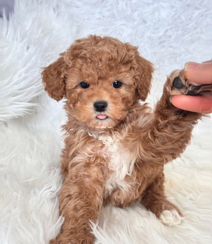 Archie Male Toy Poodle