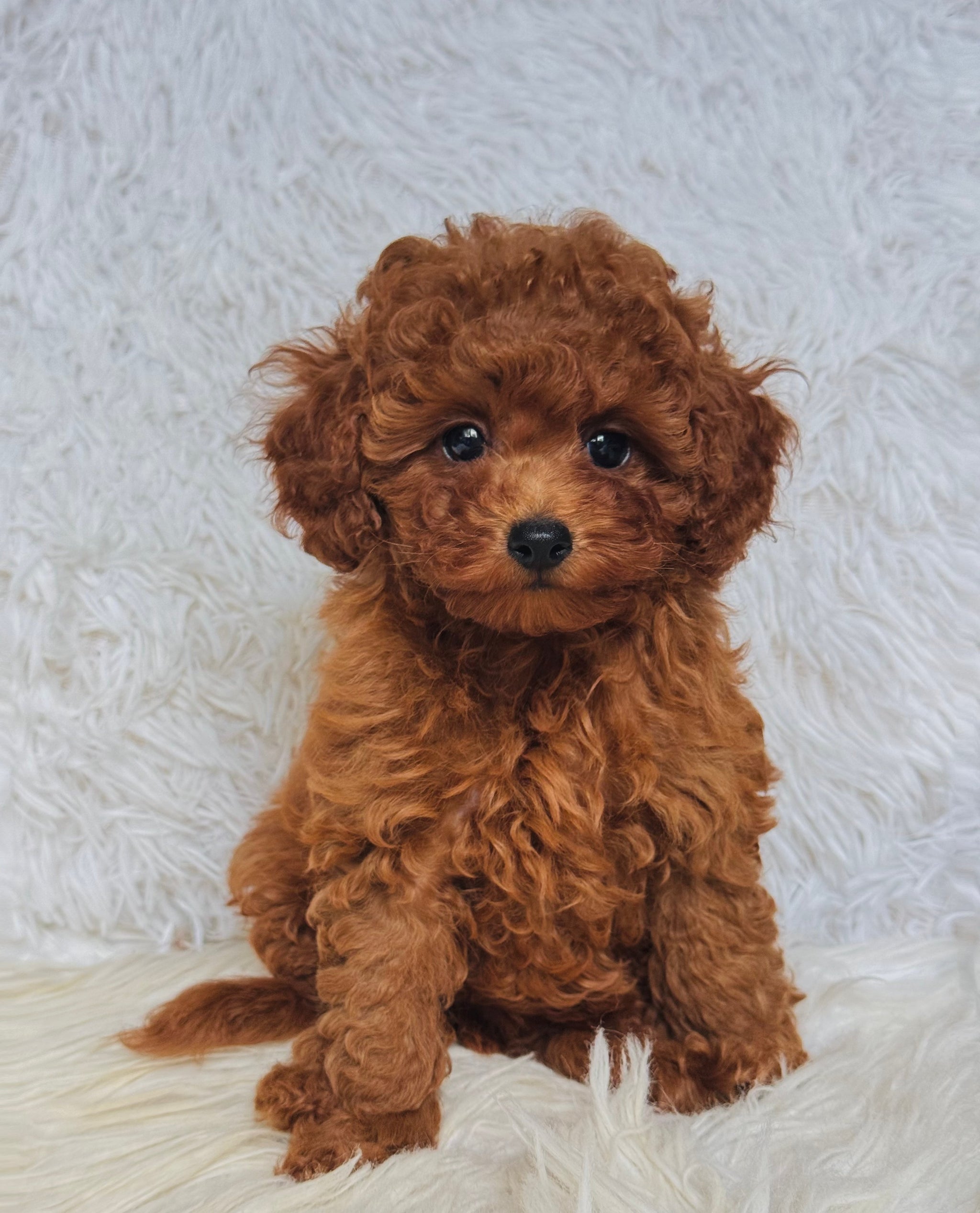 Puppocino Kennel Quality Teddy Bear Face Puppies Apparel
