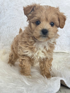 Tohoku Male Tiny Toy Maltipoo