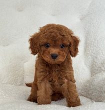 Cargar imagen en el visor de la galería, Peter Male Toy/Mini Poodle
