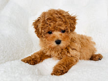 Load image into Gallery viewer, Emma Female Toy Poodle