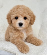 Cargar imagen en el visor de la galería, Mia Female Toy/Mini Maltipoo
