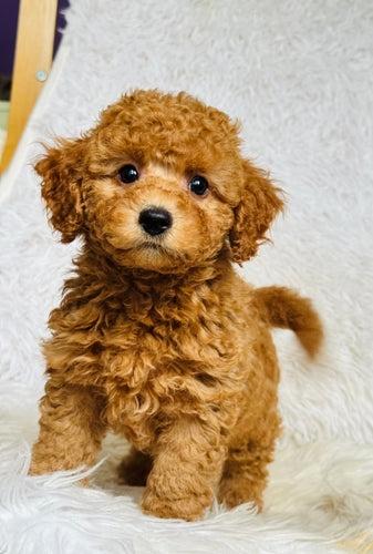 Jamie Male Toy Poodle