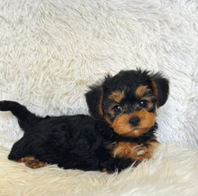 Load image into Gallery viewer, Pumpkin Male Toy Morkie
