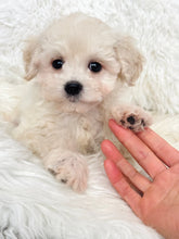 Load image into Gallery viewer, Bentley Male Toy Maltipoo