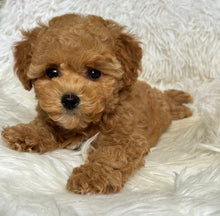 Load image into Gallery viewer, Chewie Male Toy Maltipoo