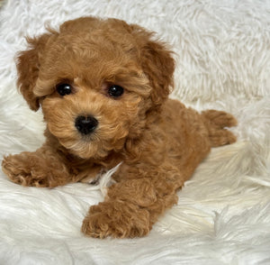 Chewie Male Toy Maltipoo