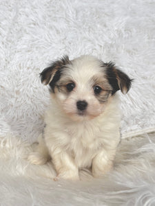 Boomer Male Toy Morkie