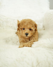 Load image into Gallery viewer, Bobby Male Tiny Toy Poodle