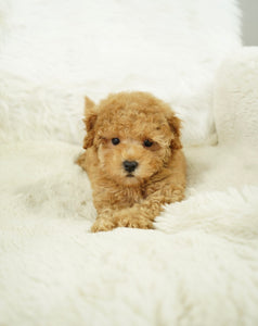 Bobby Male Tiny Toy Poodle