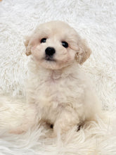 Load image into Gallery viewer, Bentley Male Toy Maltipoo