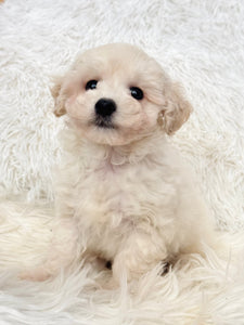 Bentley Male Toy Maltipoo