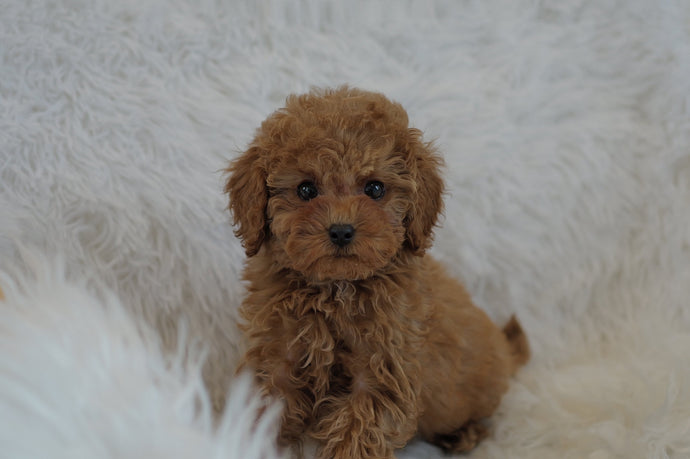 Jack Male Toy/Mini Poodle