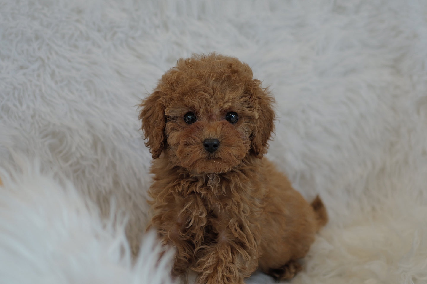 Jack Male Toy/Mini Poodle