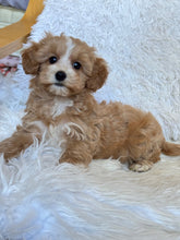 Load image into Gallery viewer, Charlie Male Toy Maltipoo