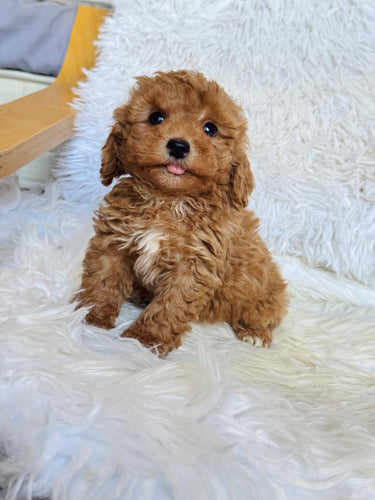 Buddy Male Mini Poodle
