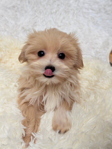 Jake Male Toy/Mini Maltipoo