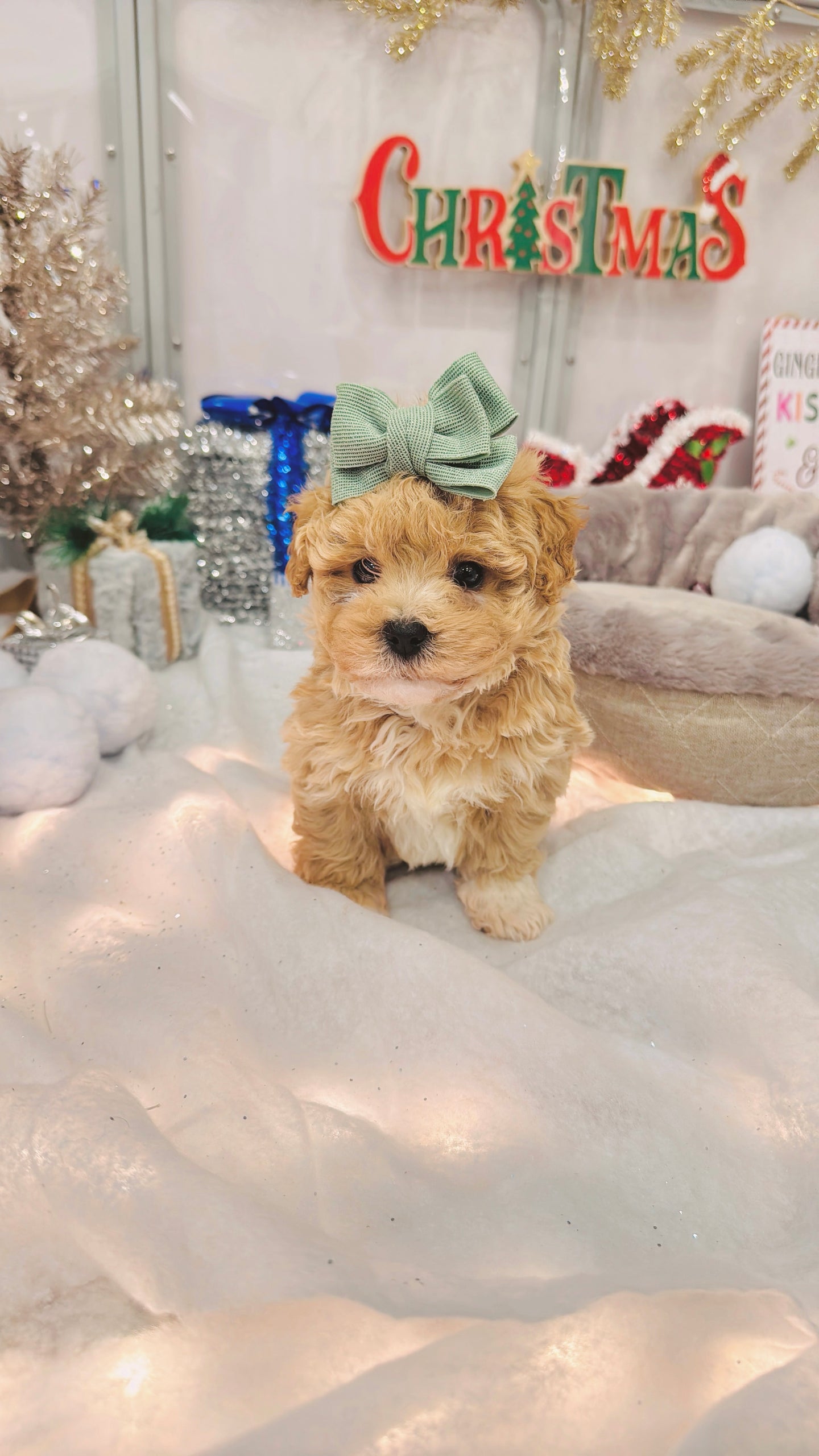 Boots Male Toy Maltipoo