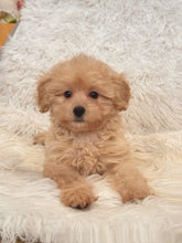 Load image into Gallery viewer, Maria Female Toy/Mini Maltipoo
