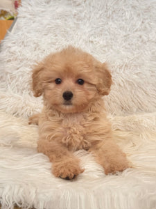 Maria Female Toy/Mini Maltipoo