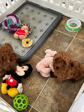 Load image into Gallery viewer, Faith &amp; Hope Female Tiny Toy Poodles