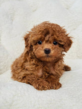 Load image into Gallery viewer, Elizabeth Female Toy/Mini Poodle