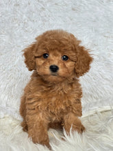 Cargar imagen en el visor de la galería, Ani Female Mini Poodle