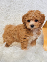 Load image into Gallery viewer, Biscuit Male Toy Maltipoo