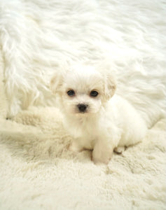 Ivan Toy Maltese