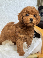 Load image into Gallery viewer, Ollie Male Mini Poodle