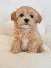 Load image into Gallery viewer, Kayla Female Toy Maltipoo