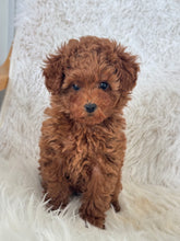 Load image into Gallery viewer, Yumi Female Teacup Poodle