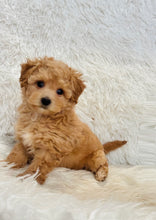 Load image into Gallery viewer, Estelle Female Toy Maltipoo