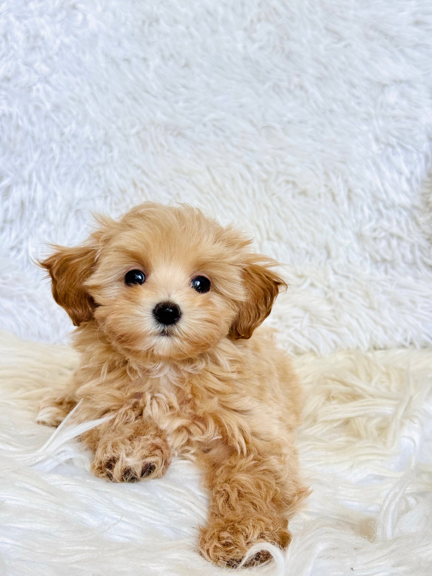 Tommy Male Toy Maltipoo