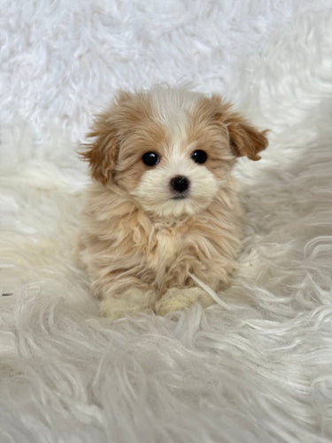 Echo Female Toy Maltipoo