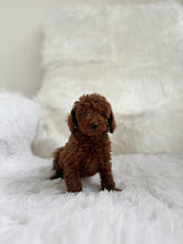 Load image into Gallery viewer, Takashi Male Toy Poodle