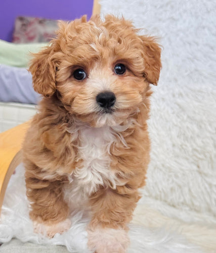 Biscuit Male Toy Maltipoo