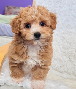 Biscuit Male Toy Maltipoo