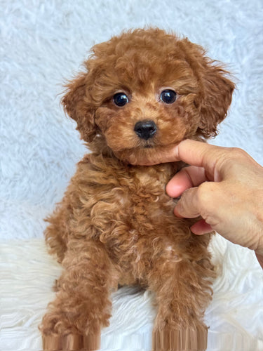 Pamela Female Toy/Mini Poodle