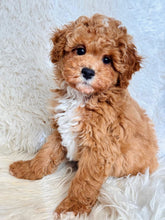 Load image into Gallery viewer, Jay Male Toy/Mini Maltipoo