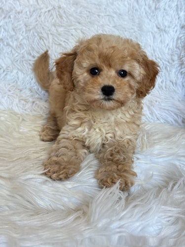 Moira Female Toy/Mini Poodle