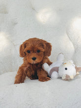 Load image into Gallery viewer, Poppy Female Toy/Mini Maltipoo (reserved)